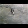 puiselet_100_0066.jpg
